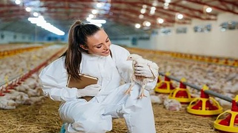 poultry farming Broiler farming crash course - Free Business Course by Mohamed AL ashram. Learn Business skills with this comprehensive Udemy course available at 100% discount.