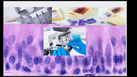 histology fundamentals for medical students - Free Teaching & Academics Course by Mohamed AL ashram. Learn Teaching & Academics skills with this comprehensive Udemy course available at 100% discount.
