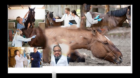 horse colic  what can we do - Free Teaching & Academics Course by Mohamed AL ashram. Learn Teaching & Academics skills with this comprehensive Udemy course available at 100% discount.